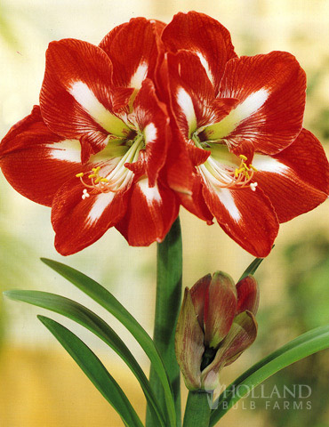 Bi-Color Flower Amaryllis - 6002