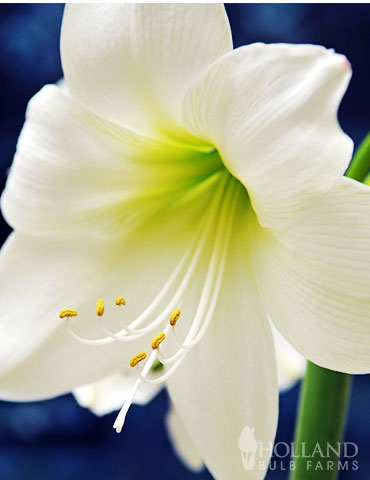 White Flower Amaryllis - 6001